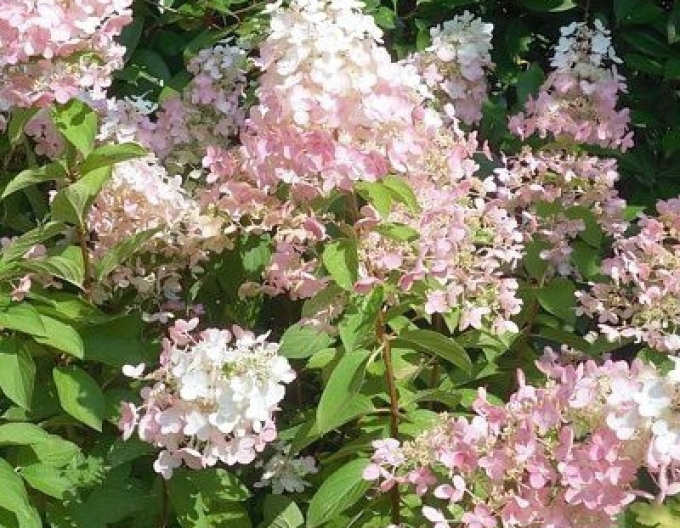 Hortensia ´Confetti´