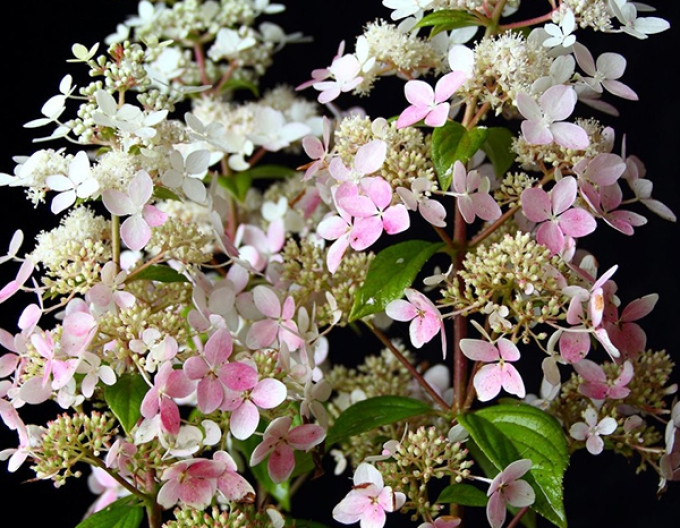 Hortensia ´Confetti´