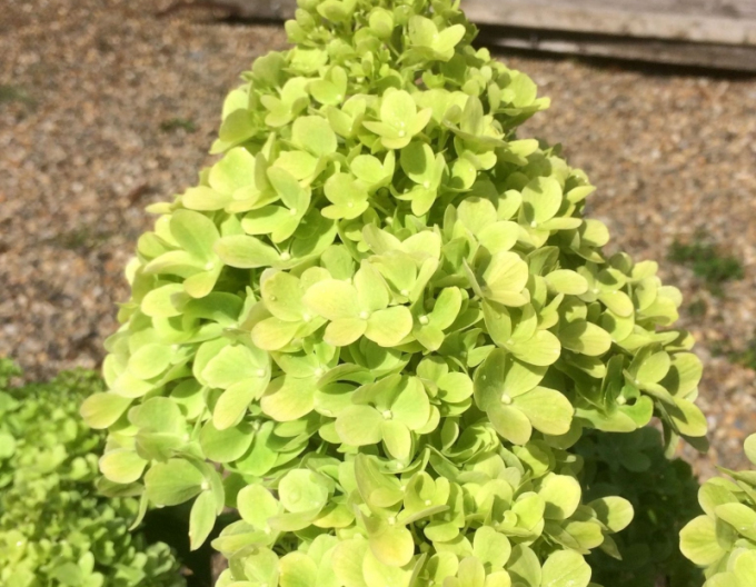 Hortensia ´Mojito´