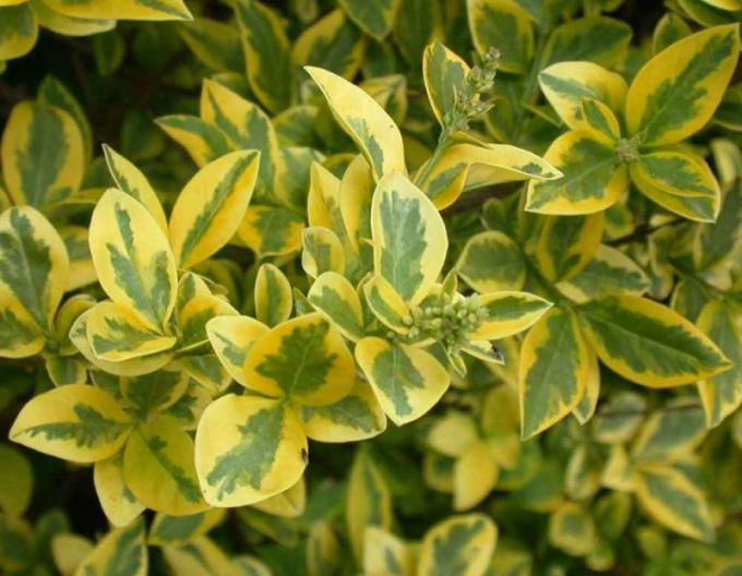 Cioc de pasăre "Aureum