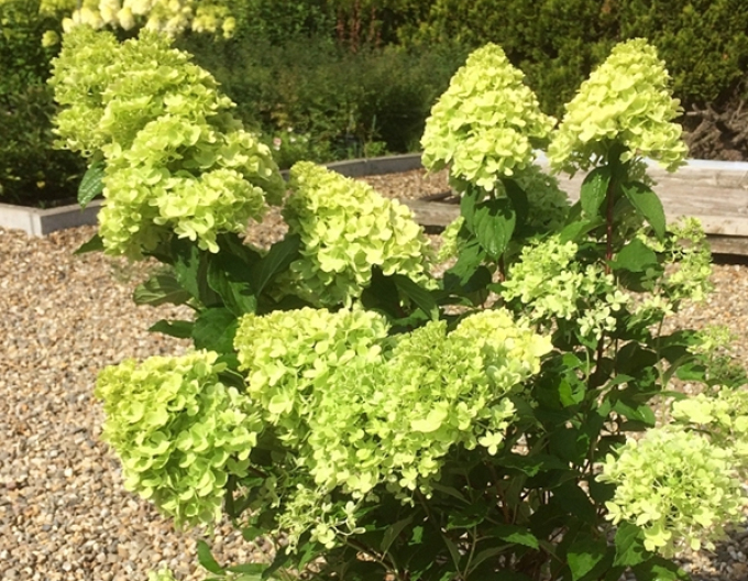 Hortensia ´Mojito´