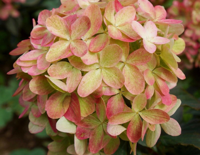 Hortensia Graffiti
