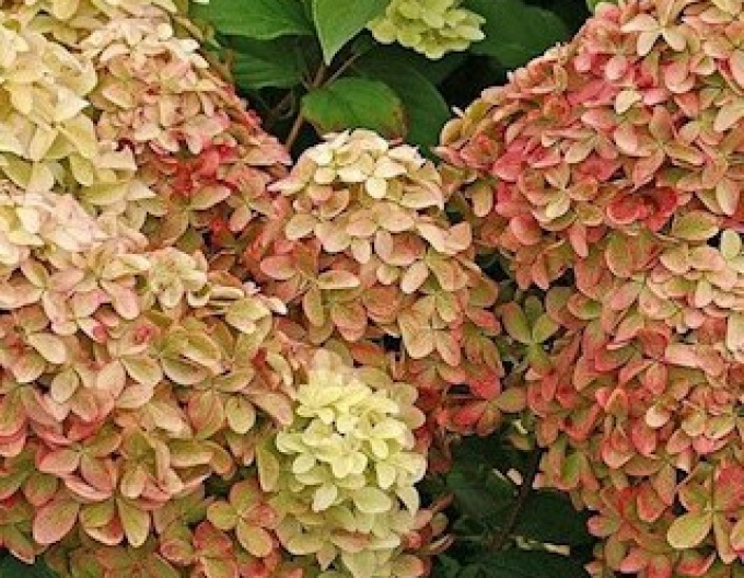 Hortensia Graffiti