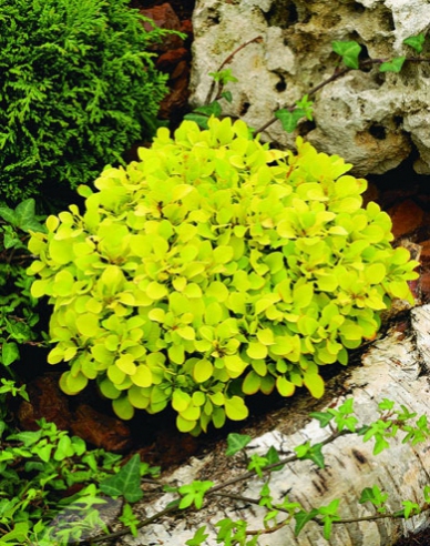 Berberis thunbergii "Tiny Gold"