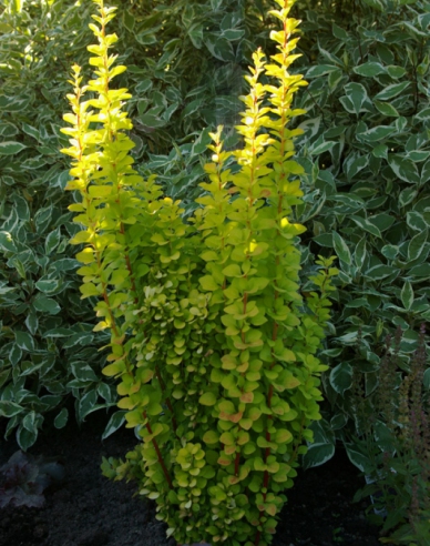 Berberis thunbergii "Golden Rocket"