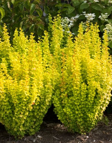 Berberis thunbergii "Golden Rocket"