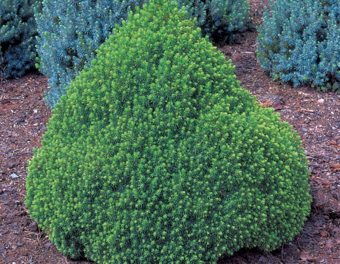 Molid "Alberta Globe"