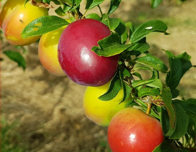 Prună japoneză ´Najdena´