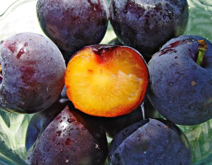 Cruce japoneză de prune ´Plumcot´