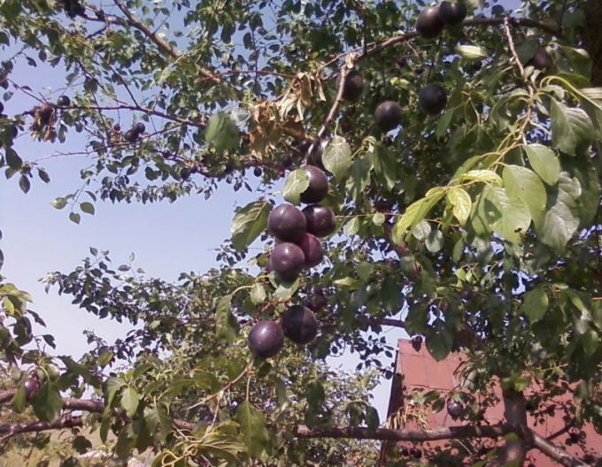 Cruce japoneză de prune ´Plumcot´