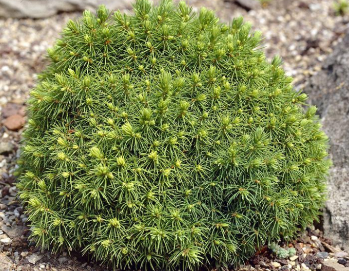 Molid "Alberta Globe"