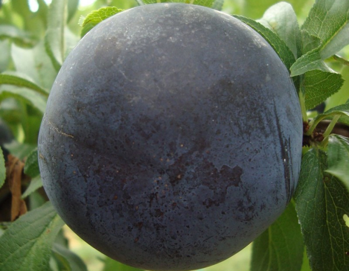 Prun  Japanese ´Black Sun´, sub. Myrobalan, liber.