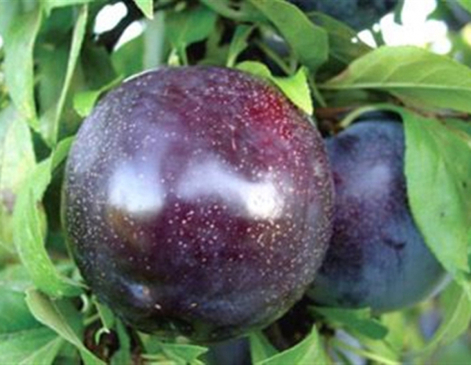 Prun  Japanese ´Black Sun´, sub. Myrobalan, liber.