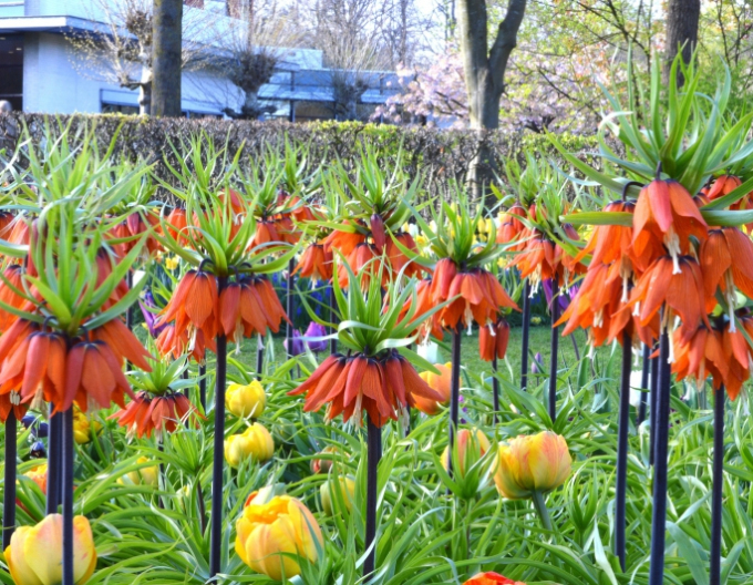 Fritillara ´Rubra Maxima´ - Floarea de porumb roșu regal