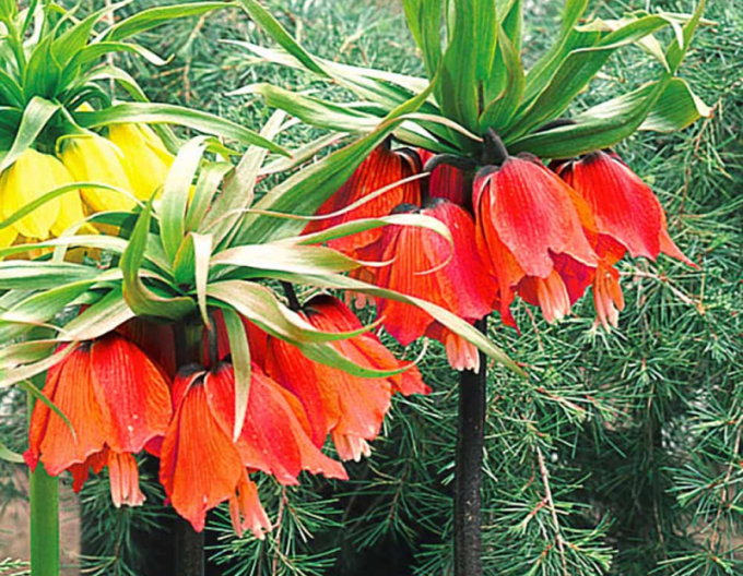 Fritillara ´Rubra Maxima´ - Floarea de porumb roșu regal
