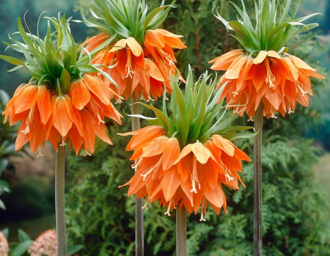 Fritillara ´Aurora´ - Floarea de porumb regală ´Aurora´