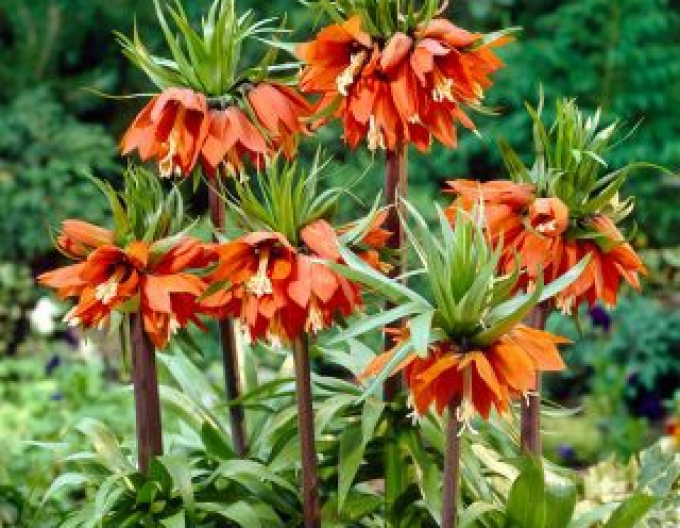 Fritillara ´Aurora´ - Floarea de porumb regală ´Aurora´