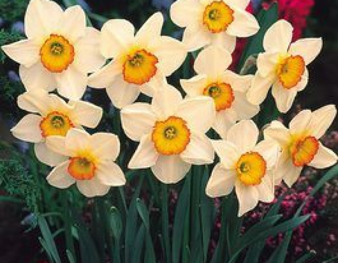 Narcisă ´Flower Record´