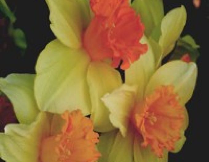 Narcisă ´Fortissimo´