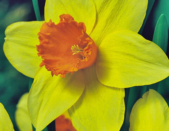 Narcisă ´Fortissimo´