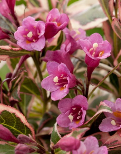 Weigela florida Monet