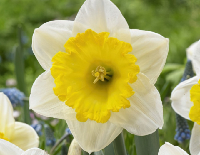 Narcisă ´Ice Follies´