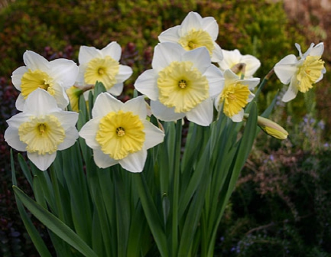 Narcisă ´Ice Follies´