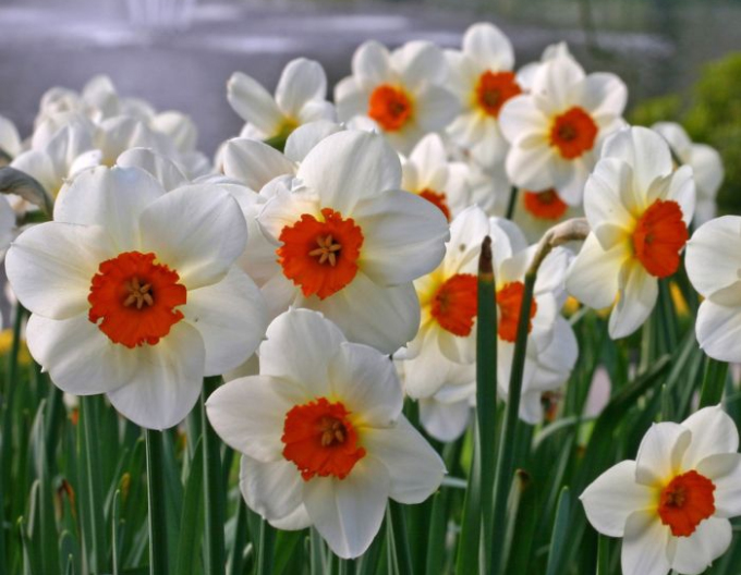 Narcisă Barret Browning