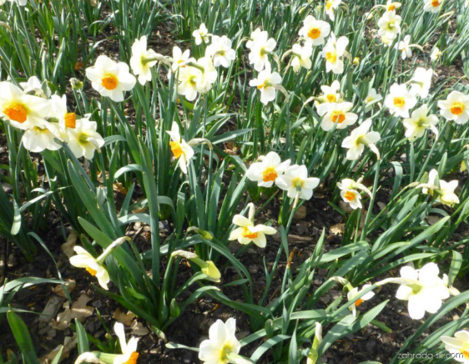Narcisă Barret Browning