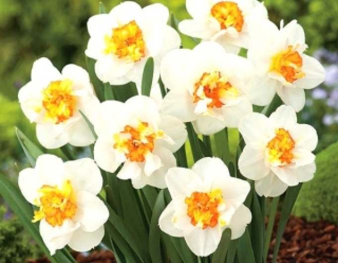 Narcisă ´Flower Drift´