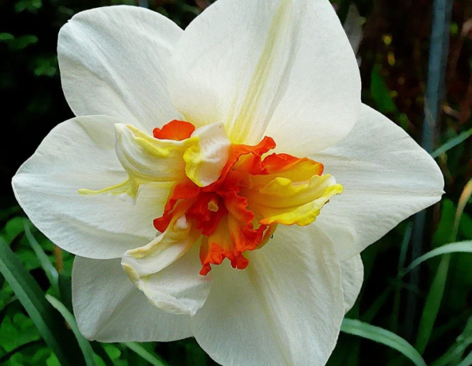 Narcisă ´Flower Drift´