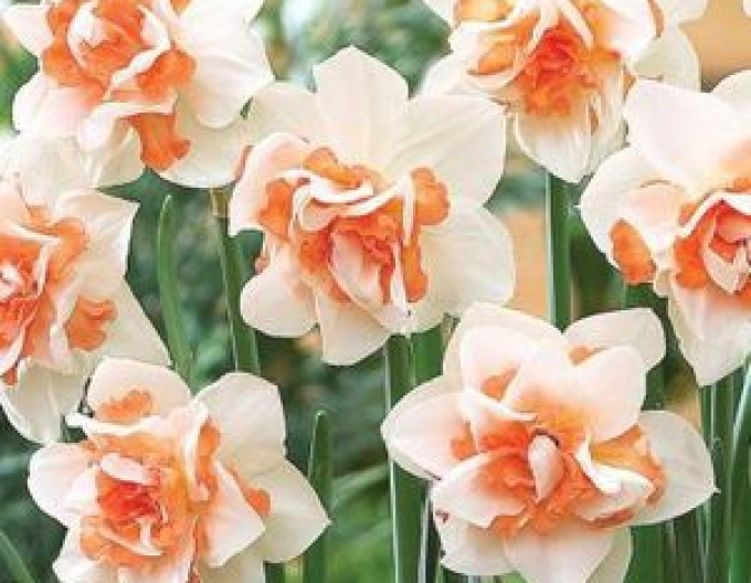 Narcisă ´Replete´