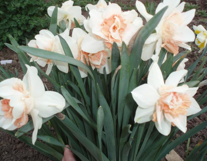 Narcisă ´Replete´