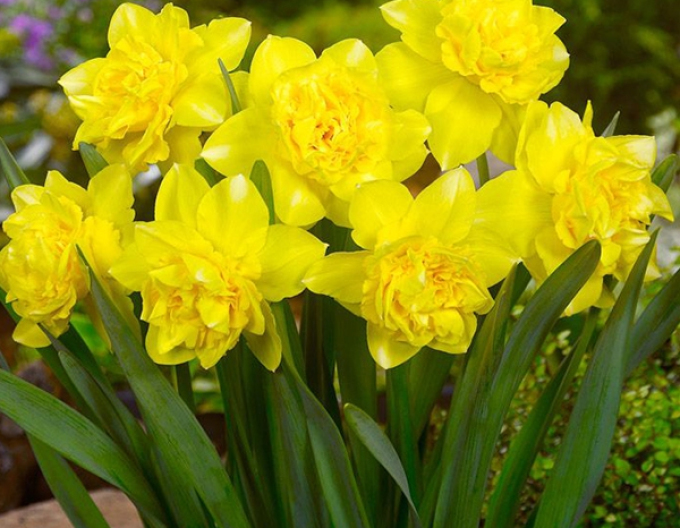 Narcisă´Dick Wilden´