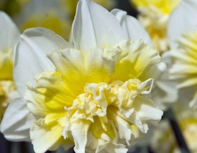 Narcisă ´Ice King´