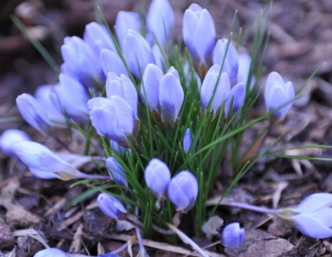 Brândușă Blue Pearl