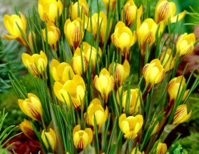 Brândușă "Fuscotincus