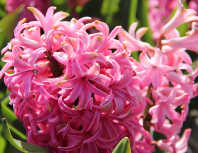 Zambilă ´Pink Pearl´