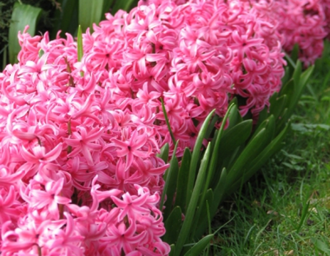 Zambilă ´Pink Pearl´