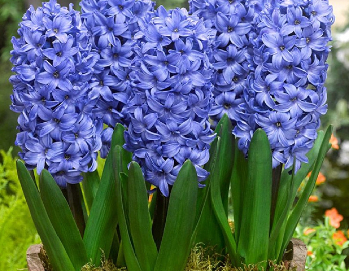Zambilă ´Delft Blue´