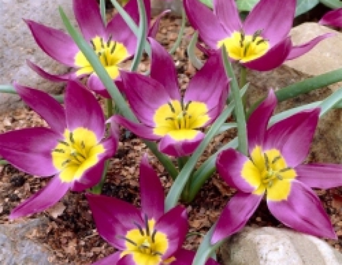 Lalele botanice ´Eastern Star´