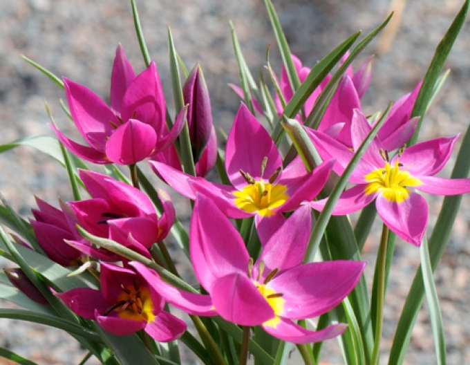 Lalele botanice ´Eastern Star´