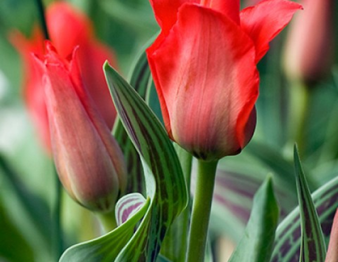 Lalea greigi Red Redding Hood