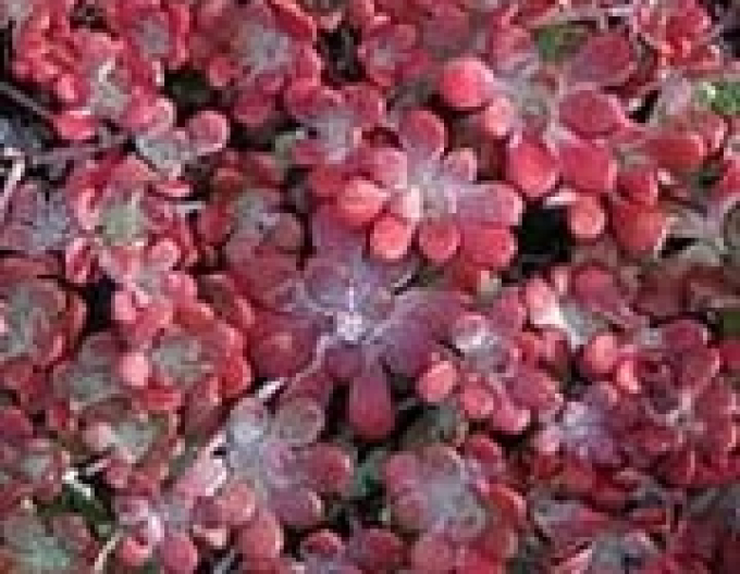 Stonecrop Purpureum