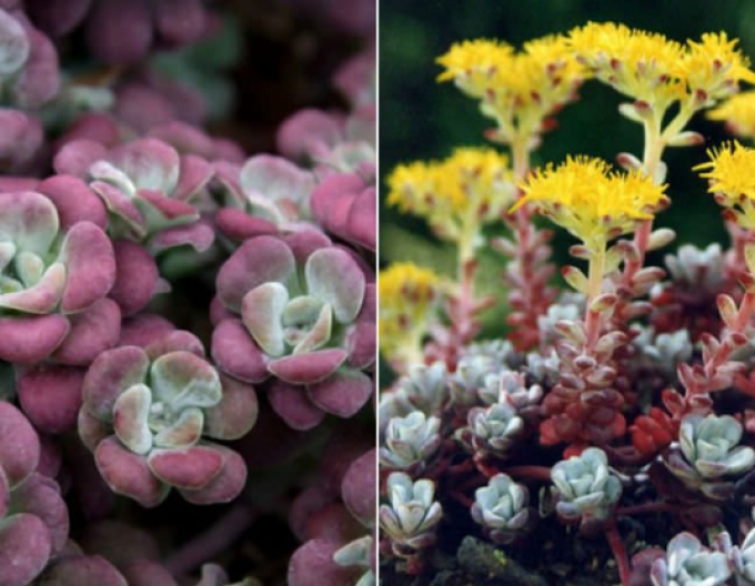 Stonecrop Purpureum