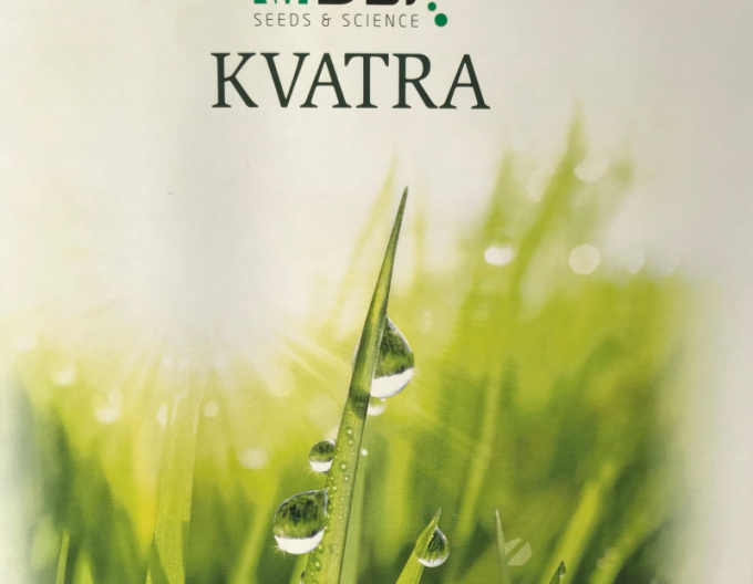 Kvatra Sport Semințe de iarbă 1kg