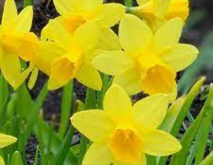 Narcisă ´Tete A Tete´