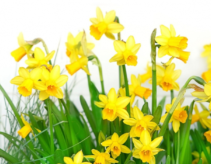 Narcisă ´Tete A Tete´