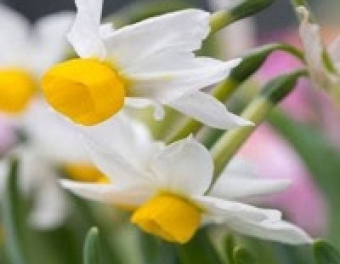 Narcisa "Canaliculatus