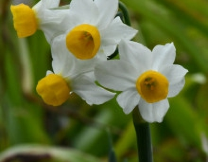 Narcisa "Canaliculatus